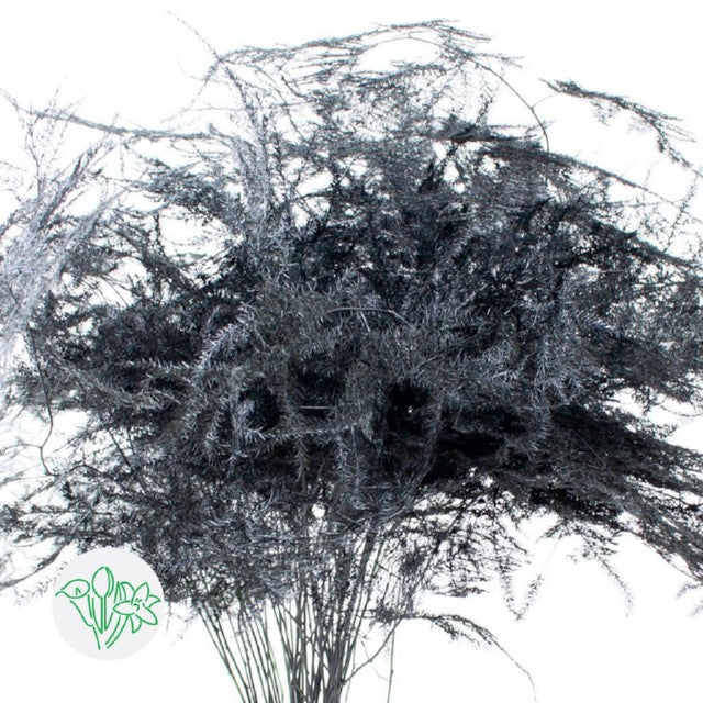 Black Plumosa, Foliage and Greenery, flower, Flowers, Bulk, Wholesale, DIY, Wedding