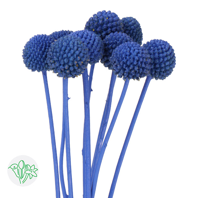 Buy Painted Craspedia