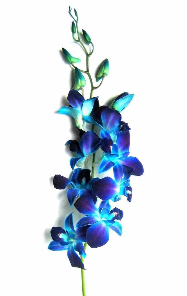 Blue Dendrobium Orchid Tropical Flower, Flowers, Bulk, Wholesale, DIY, Wedding