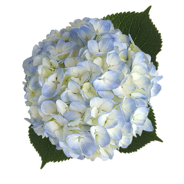 Blue Hydrangea Flower, Flowers, Bulk, Wholesale, DIY, Wedding
