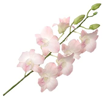 Light Blush Pink Dendrobium Orchid, Tropical Flower, Flowers, Bulk, Wholesale, DIY, Wedding