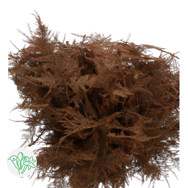 Brown Plumosa, Foliage and Greenery, flower, Flowers, Bulk, Wholesale, DIY, Wedding