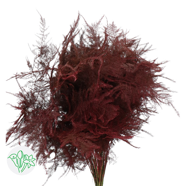 Burgundy Plumosa, Greenery and foliage, flower, Flowers, Bulk, Wholesale, DIY, Wedding