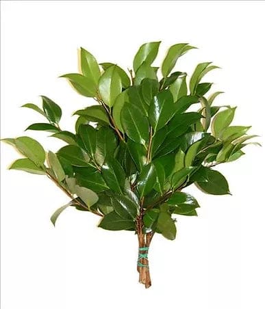 Camelia Foliage Bunch