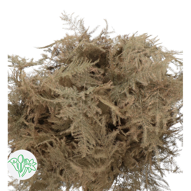Caramel, Beige Plumosa, Foliage and Greenery, flower, Flowers, Bulk, Wholesale, DIY, Wedding