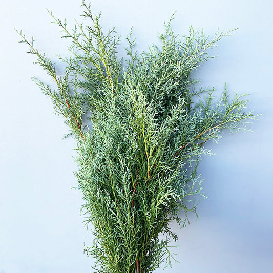 Carolina Sapphire Bunches