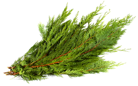 Port Oxford Cedar Bunch