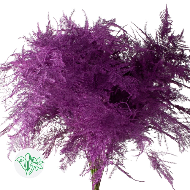 Hot Pink Plumosa, Foliage and Greenery, flower, Flowers, Bulk, Wholesale, DIY, Wedding