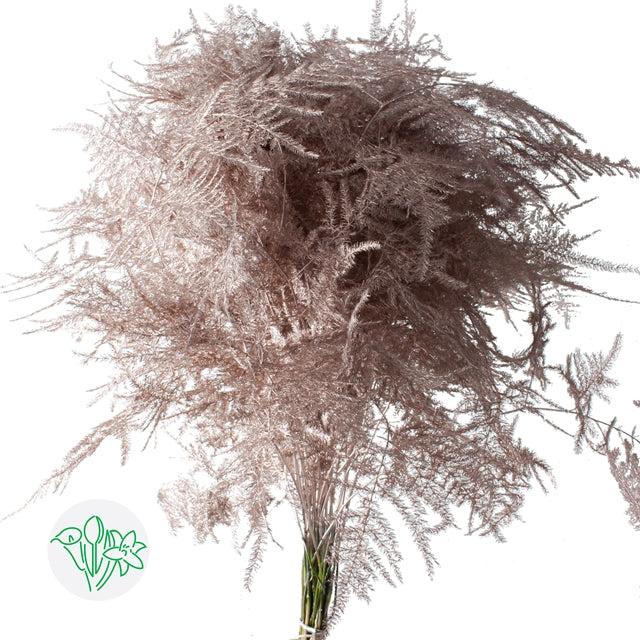 Champagne Metallic Plumosa, Foliage and Greenery, flower, Flowers, Bulk, Wholesale, DIY, Wedding