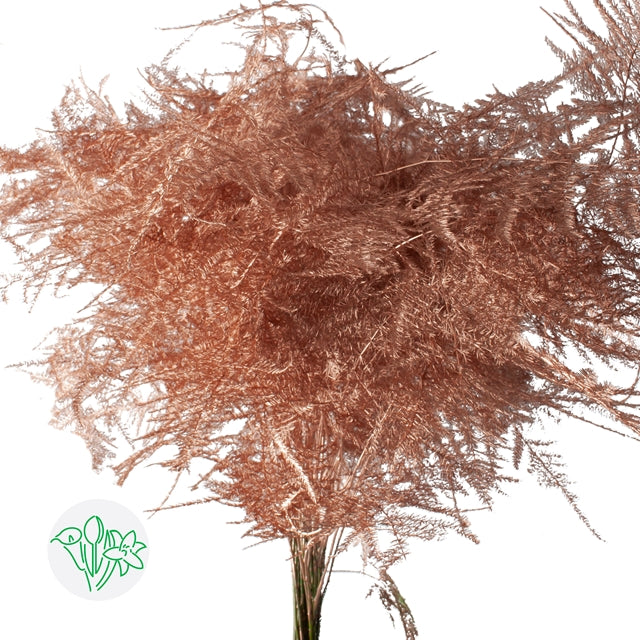 Copper Metallic Rose gold Plumosa, Foliage and Greenery, Flowers, Bulk, Wholesale, DIY, Wedding
