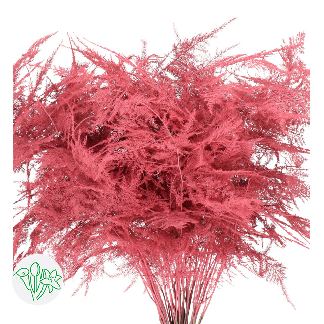 Coral Plumosa, Foliage and Greenery flower, Flowers, Bulk, Wholesale, DIY, Wedding