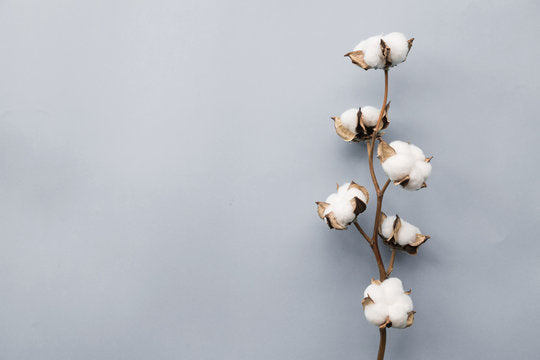 Cotton Blooms –