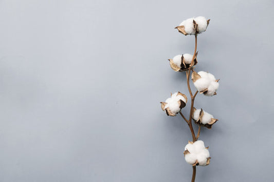 Premium Cotton Blooms
