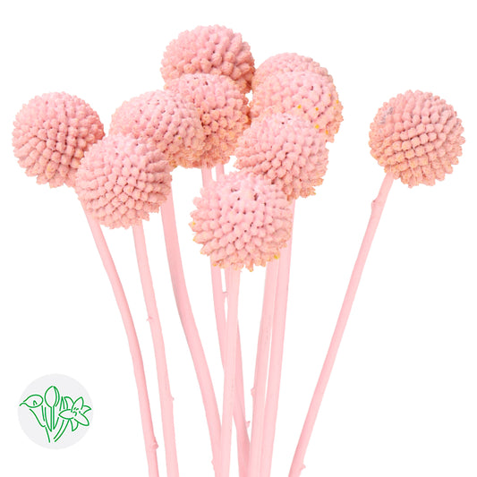 Buy Painted Craspedia