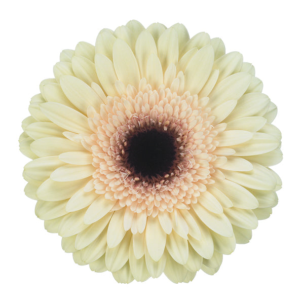 Cream Gerbera Daisy Flower, Flowers, Bulk, Wholesale, DIY, Wedding