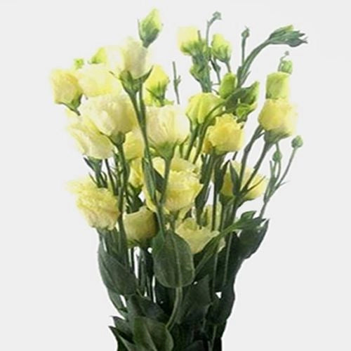 Yellow or Cream Lisianthus, Flowers, Bulk, Wholesale, DIY, Wedding