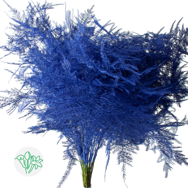 Blue Plumosa, Foliage and Greenery, flower, Flowers, Bulk, Wholesale, DIY, Wedding