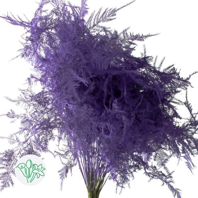 Purple Plumosa, Foliage and Greenery, flower, Flowers, Bulk, Wholesale, DIY, Wedding