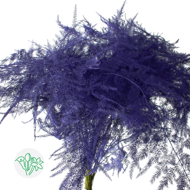 Purple Plumosa, Foliage and Greenery, flower, Flowers, Bulk, Wholesale, DIY, Wedding