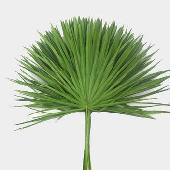 Fan Palm Bunch