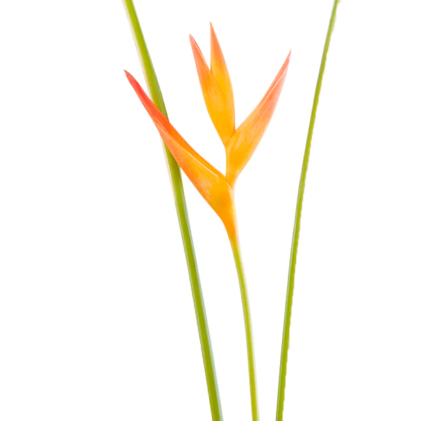 Buy Original Fire Opal Stems