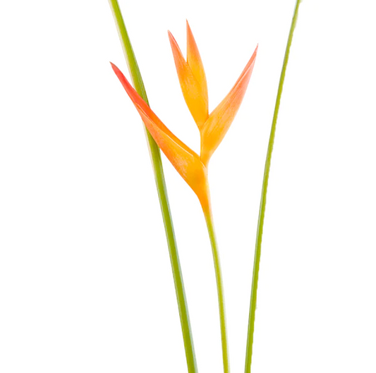 Buy Original Fire Opal Stems