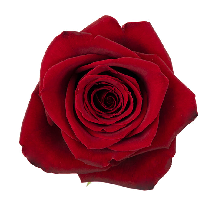 Red Rose, Roses, flower, Flowers, Bulk, Wholesale, DIY, Wedding