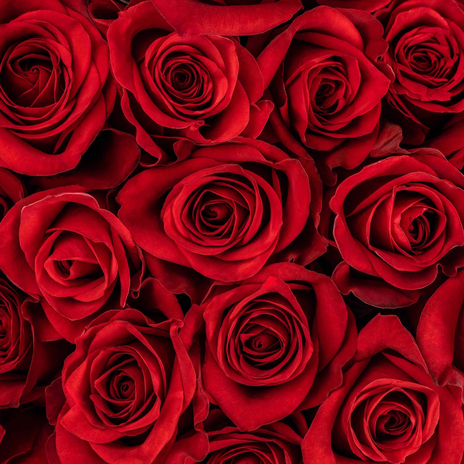 Red Rose, Roses, Flower, Flowers, Bulk, Wholesale, DIY, Wedding