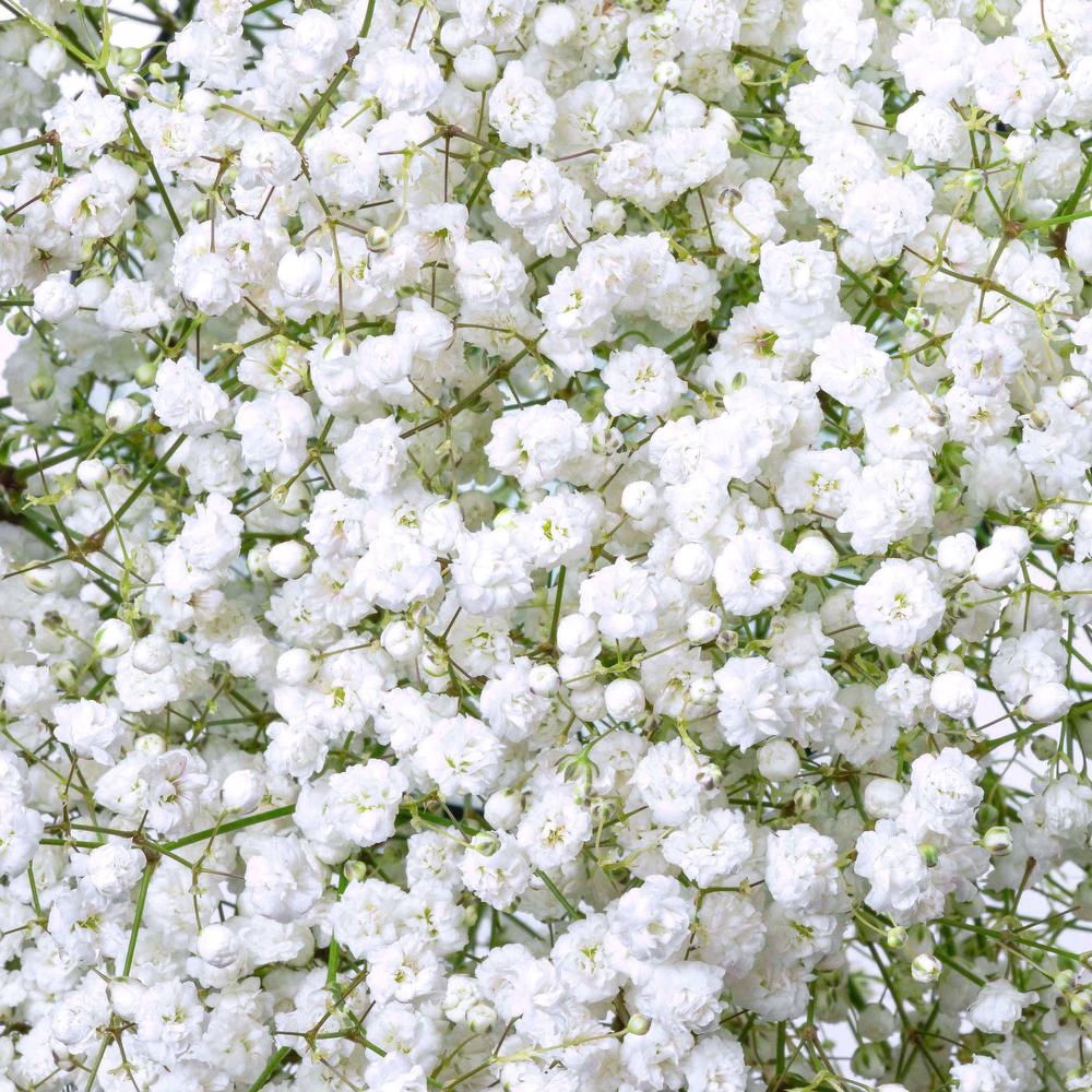 Babys Breath Stems