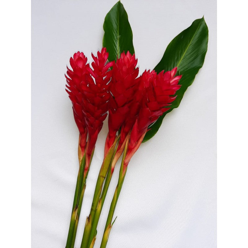 Red Ginger Tropical Flower, Flowers, Bulk, Wholesale, DIY, Wedding