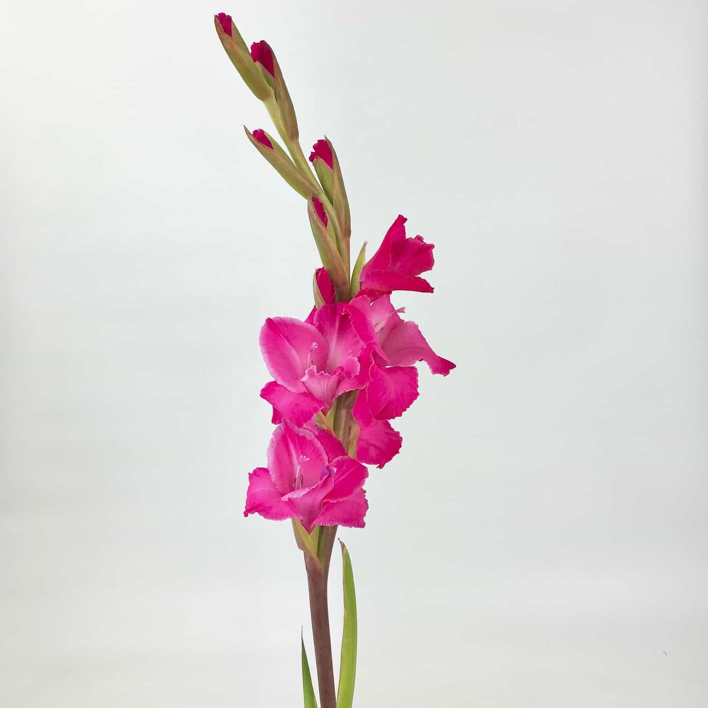 Hot Pink Gladiola Flower, Flowers, Bulk, Wholesale, DIY, Wedding