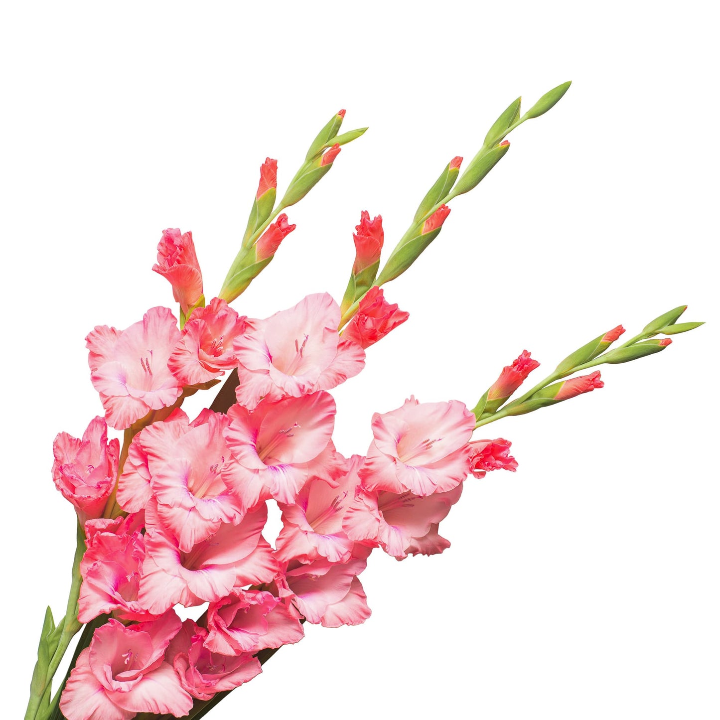Light Pink Gladiola Flower, Flowers, Bulk, Wholesale, DIY, Wedding