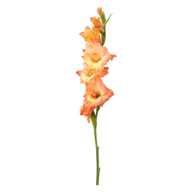 Peach Gladiola Flower, Flowers, Bulk, Wholesale, DIY, Wedding