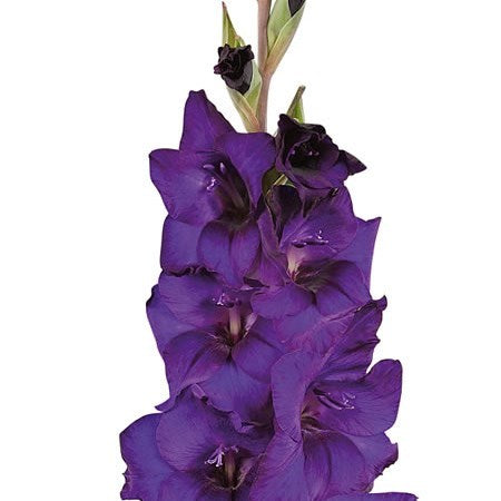 Purple Gladiola Flower, Flowers, Bulk, Wholesale, DIY, Wedding