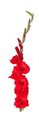 Red Gladiola Flower, Flowers, Bulk, Wholesale, DIY, Wedding