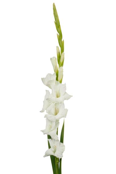 White Gladiola Flower, Flowers, Bulk, Wholesale, DIY, Wedding