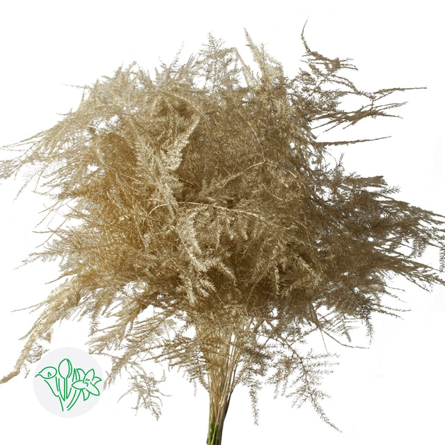 Gold Metallic Plumosa, Foliage and Greenery, flower, Flowers, Bulk, Wholesale, DIY, Wedding