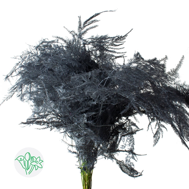 Gray Grey Plumosa, Foliage and Greenery, flower, Flowers, Bulk, Wholesale, DIY, Wedding