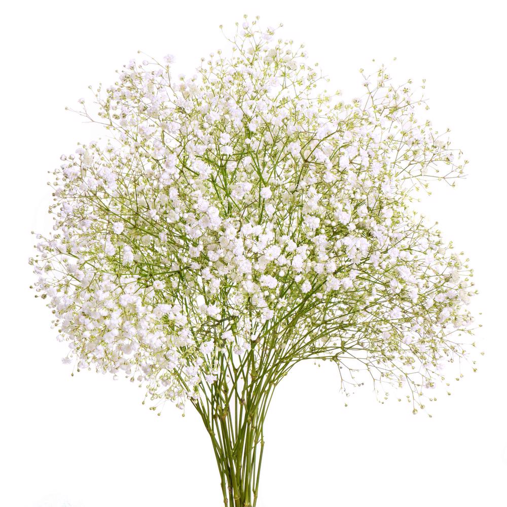 Babys Breath Stems