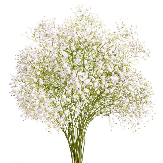 Babys Breath Stems
