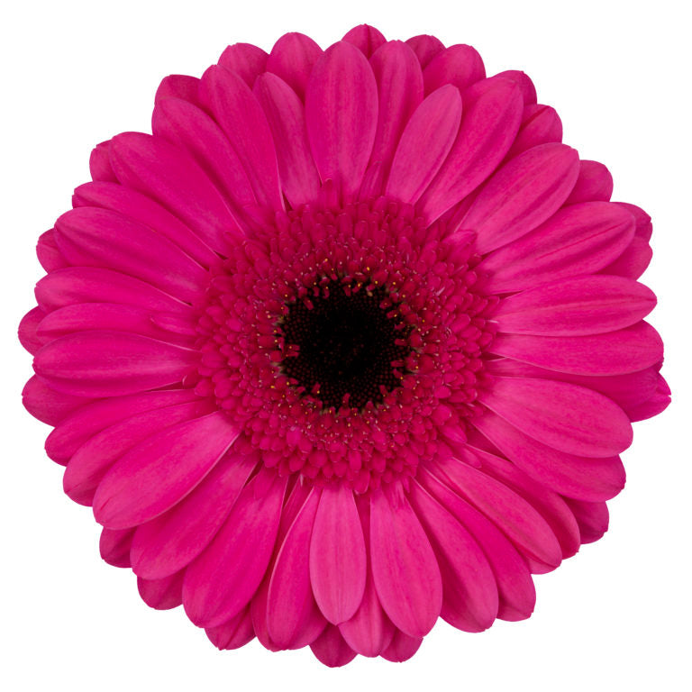 Hot Pink Gerbera Daisy Flower, Flowers, Bulk, Wholesale, DIY, Wedding