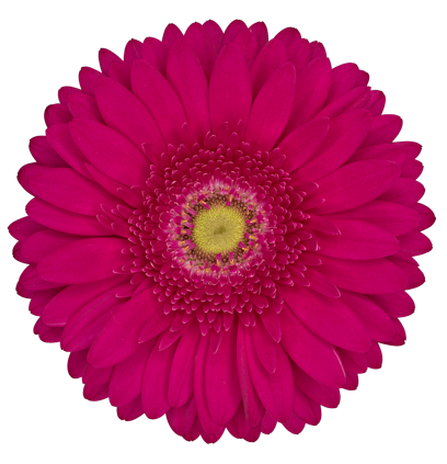Hot Pink Gerbera Daisy Flower, Flowers, Bulk, Wholesale, DIY, Wedding