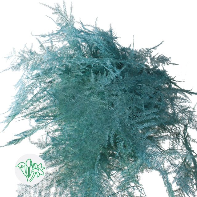 Light Blue, Teal Plumosa, Foliage and Greenery, flower, Flowers, Bulk, Wholesale, DIY, Wedding