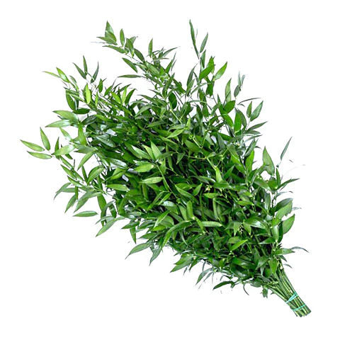 Italian Ruscus bunch, Greenery and Foliage, flower, Flowers, Bulk, Wholesale, DIY, Wedding
