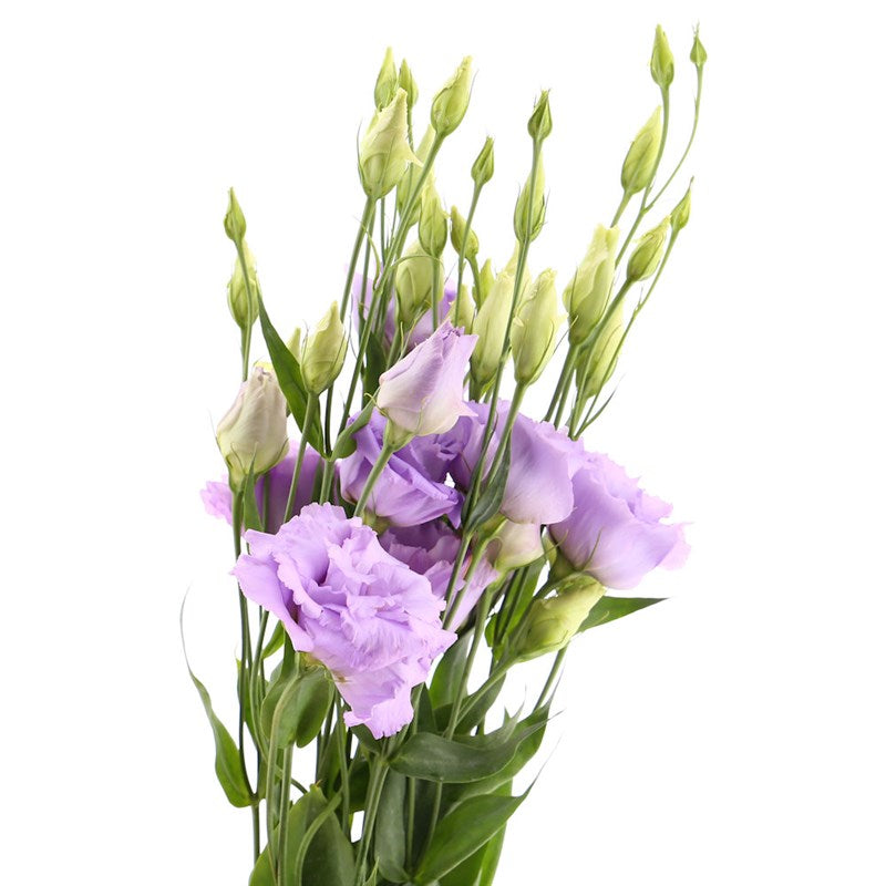 Light Purple Lisianthus flower, Flowers, Bulk, Wholesale, DIY, Wedding