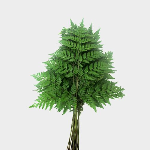 Leather Leaf, Greenery and Foliage, Flowers, Bulk, Wholesale, DIY, Wedding
