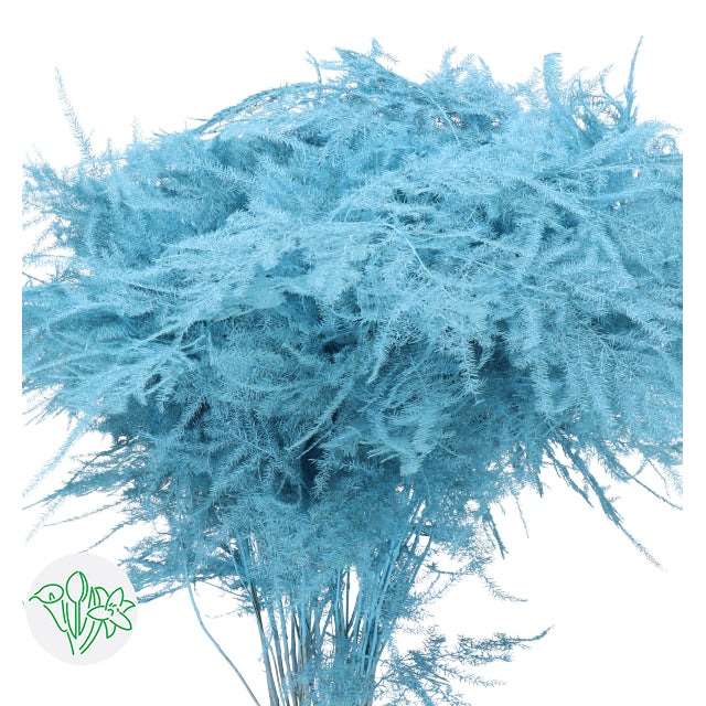 Light Blue Plumosa, Greenery and Foliage Flower, Flowers, Bulk, Wholesale, DIY, Wedding