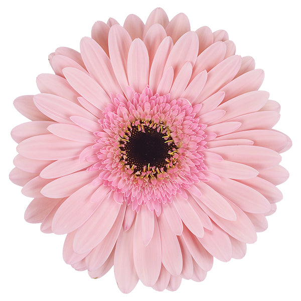 Light Pink Gerbera Daisy Flower, Flowers, Bulk, Wholesale, DIY, Wedding