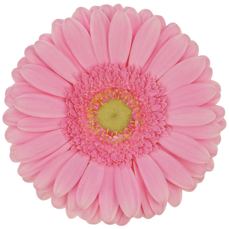 Light Pink Gerbera Daisy Flower, Flowers, Bulk, Wholesale, DIY, Wedding