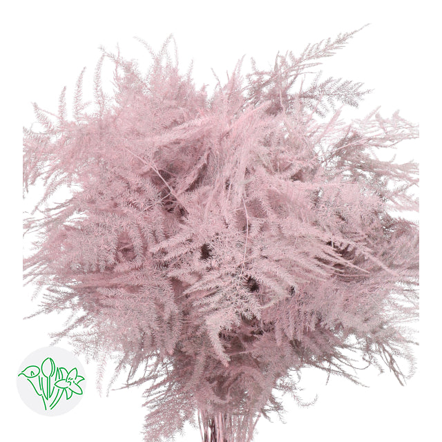 Light Blush Pink Plumosa, Greenery and Foliage, flower, Flowers, Bulk, Wholesale, DIY, Wedding